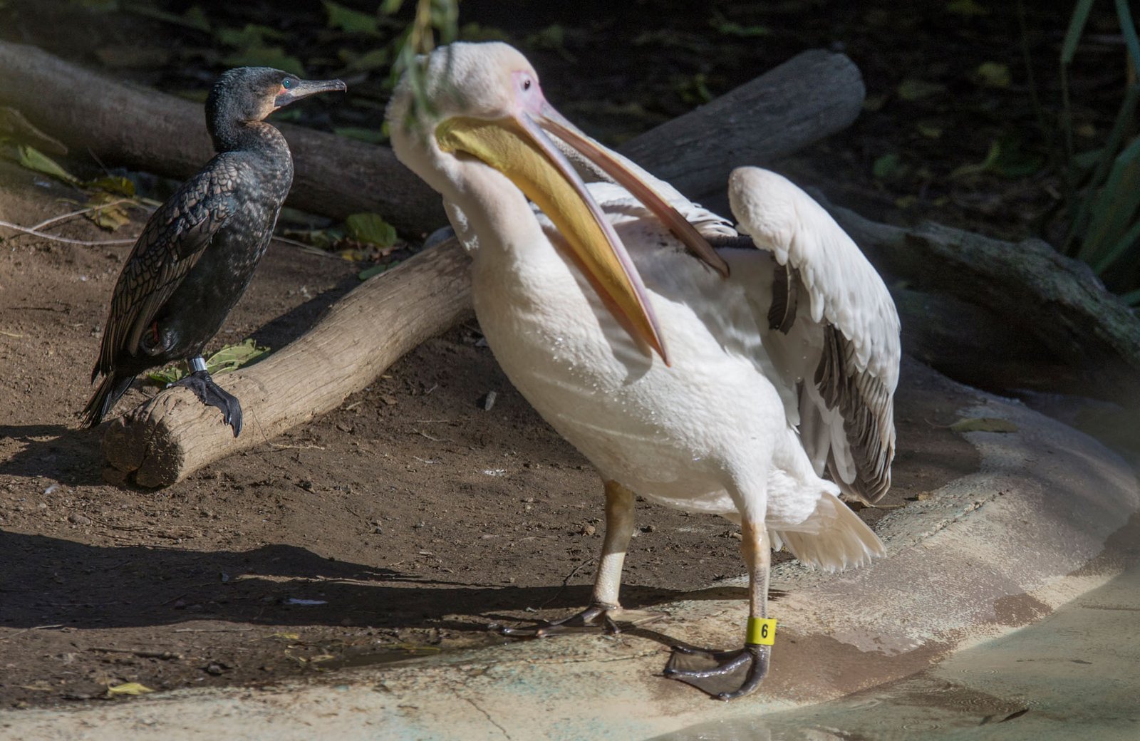 San Diego Zoo Part I 100